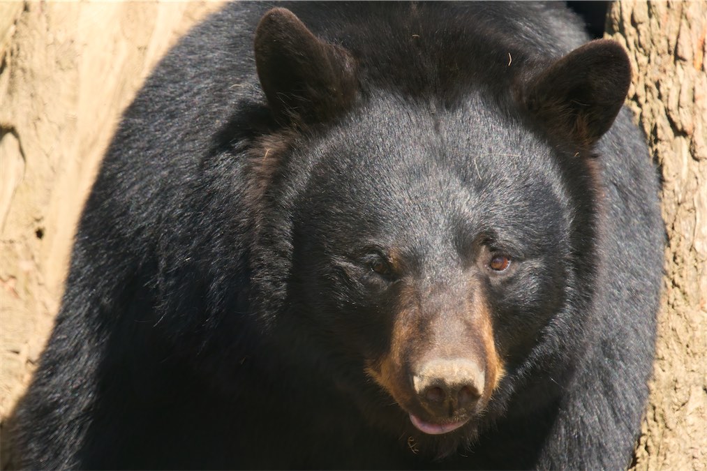 Black Bear 0318